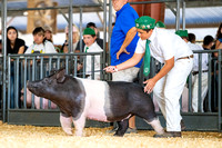 Hog Show