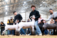Sheep