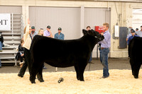 Cattle candids